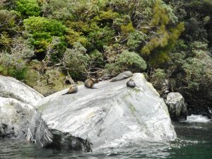 Milford Sound 3